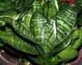Sansevieria trifasciata cv. Hahnii - exotique 0.2m